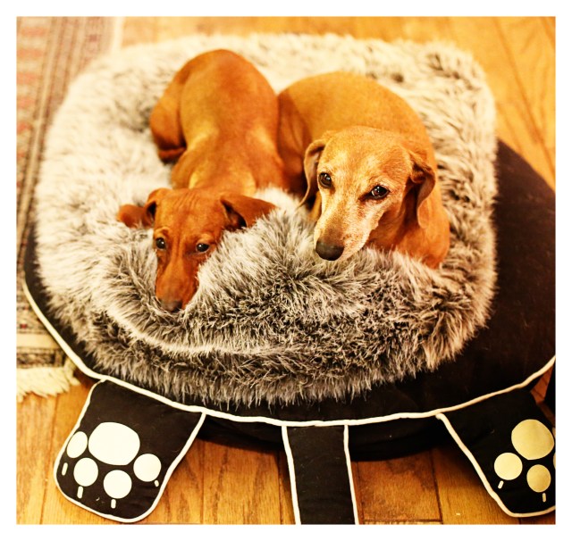 Lily & Rufus | November 2013.  Photo by: Johnny Ortez-Tibbels ©