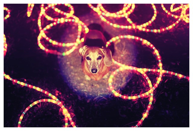 Rufus | November 2013.  Photo by: Johnny Ortez-Tibbels ©