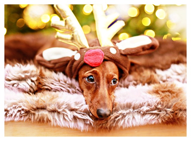 Lily | December 2013.  Photo by: Johnny Ortez-Tibbels ©