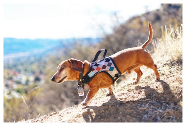 Rufus | December 2013.  Photo by: Johnny Ortez-Tibbels ©