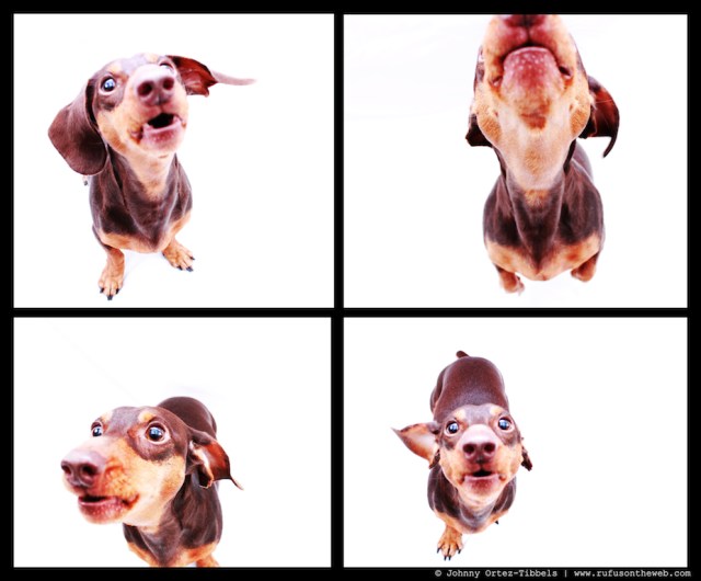 Polie | March 2011.  Photo by: Johnny Ortez-Tibbels ©