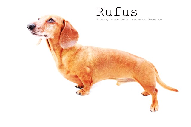 Rufus | February 2011. Photo by: Johnny Ortez-Tibbels ©