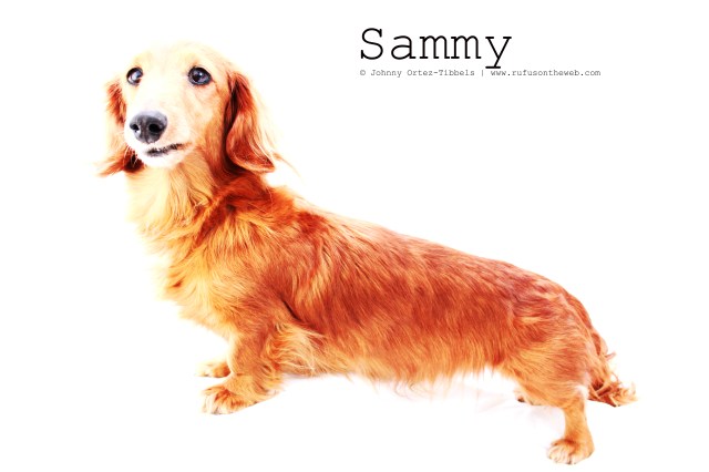 Sammy | February 2011. Photo by: Johnny Ortez-Tibbels ©