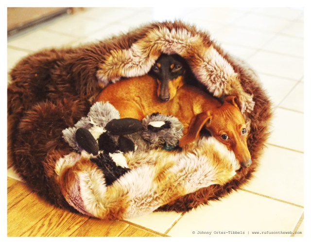 Lily & Emily | January 2014.  Photo by: Johnny Ortez-Tibbels ©