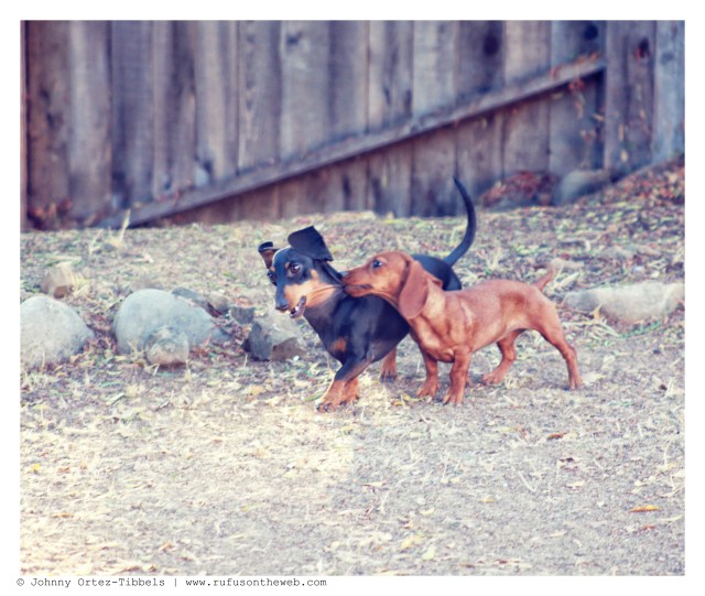 Lily | September 2013. Photo by: Johnny Ortez-Tibbels ©