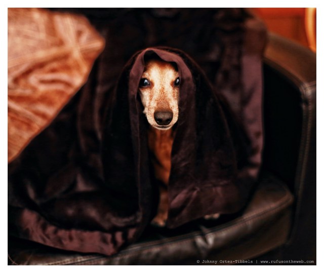 Rufus | January 2014.  Photo by: Johnny Ortez-Tibbels ©