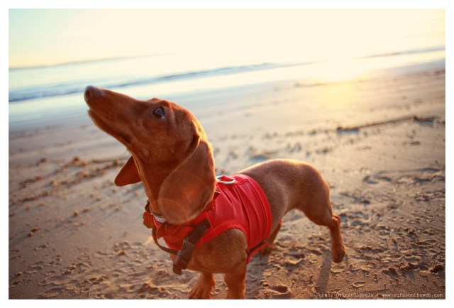 Lily | January 2014.  Photo by: Johnny Ortez-Tibbels ©