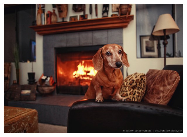 Rufus | January 2014. Photo by: Johnny Ortez-Tibbels ©