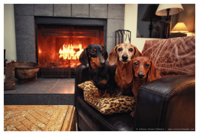 Emily, Rufus & Lily | January 2014. Photo by: Johnny Ortez-Tibbels ©