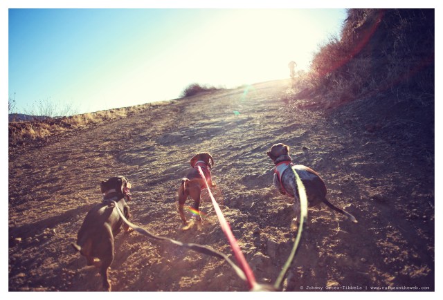 Emily, Lily & Lucy | January 2014.  Photo by: Johnny Ortez-Tibbels ©