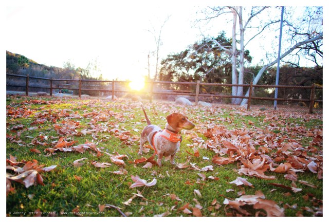 Lucy | January 2014.  Photo by: Johnny Ortez-Tibbels ©