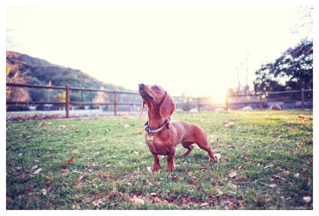 Lily | January 2014.  Photo by: Johnny Ortez-Tibbels ©