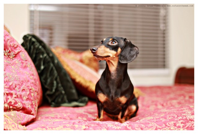 Emily | January 2014.  Photo by: Johnny Ortez-Tibbels ©