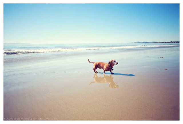 Rufus | January 2014.  Photo by: Johnny Ortez-Tibbels ©