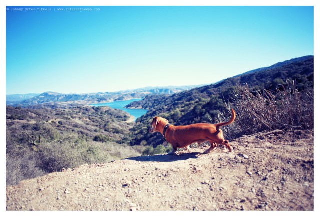 Rufus | January 2014. Photo by: Johnny Ortez-Tibbels ©