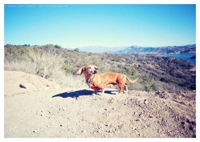Rufus | January 2014. Photo by: Johnny Ortez-Tibbels ©