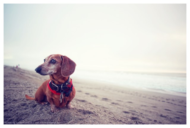 Rufus | January 2014.  Photo by: Johnny Ortez-Tibbels ©