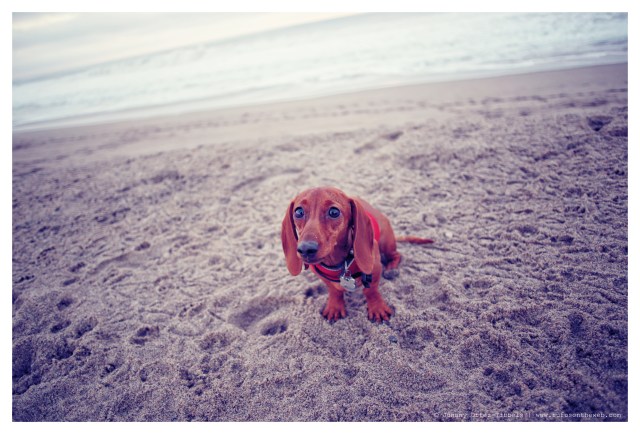 Lily | January 2014.  Photo by: Johnny Ortez-Tibbels ©