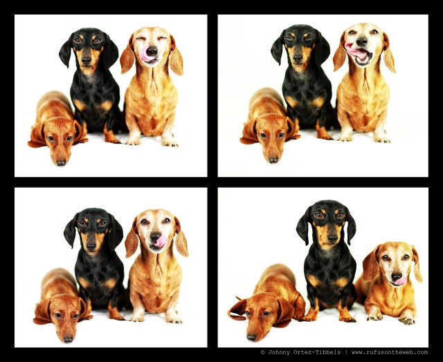 Lily, Emily & Rufus | January 2014.  Photo by: Johnny Ortez-Tibbels ©