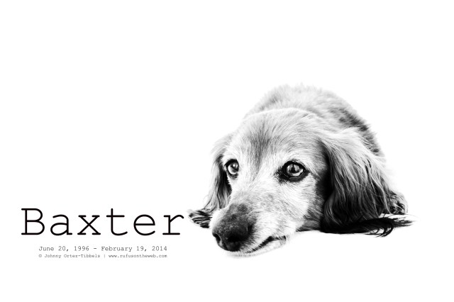 Baxter | May 2011. Photo by: Johnny Ortez-Tibbels ©