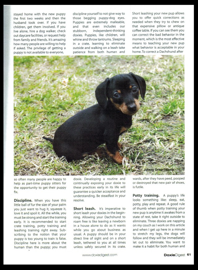 Doxie Digest Article by: Johnny Ortez-Tibbels ©