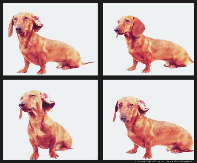 Georgie | February 2014.  Photo by: Johnny Ortez-Tibbels ©