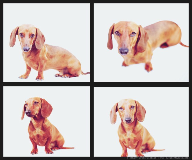 Georgie | February 2014.  Photo by: Johnny Ortez-Tibbels ©