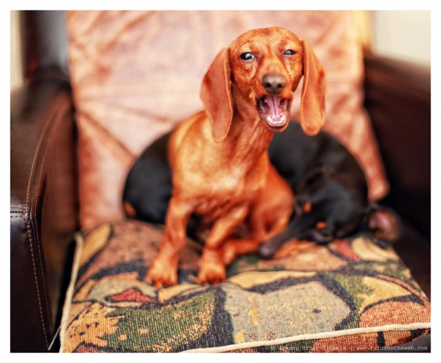 Lily & Emily | February 2014.  Photo by: Johnny Ortez-Tibbels ©