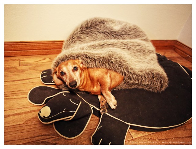 Rufus | February 2014.  Photo by: Johnny Ortez-Tibbels ©