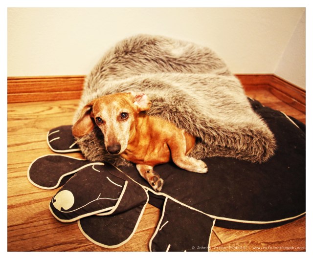 Rufus | February 2014.  Photo by: Johnny Ortez-Tibbels ©