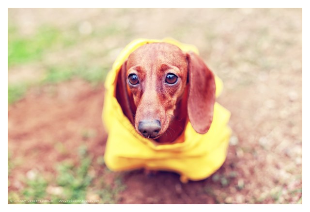 Lily | February 2014.  Photo by: Johnny Ortez-Tibbels ©