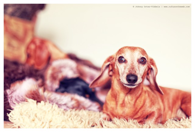 Rufus | February 2014. Photo by: Johnny Ortez-Tibbels ©