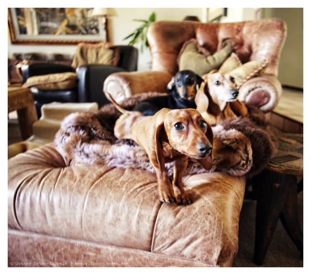 Lily, Emily & Rufus | February 2014. Photo by: Johnny Ortez-Tibbels ©