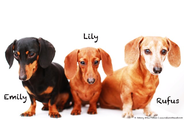 Emily, Lily & Rufus | February 2014.  Photo by: Johnny Ortez-Tibbels ©