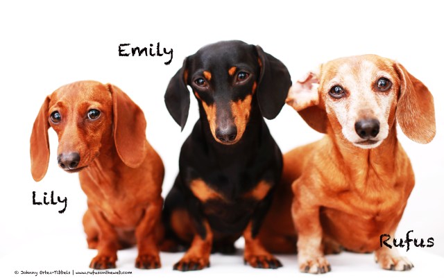 Lily, Emily & Rufus | February 2014.  Photo by: Johnny Ortez-Tibbels ©