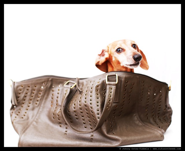 Rufus | February 2014.  Photo by: Johnny Ortez-Tibbels ©