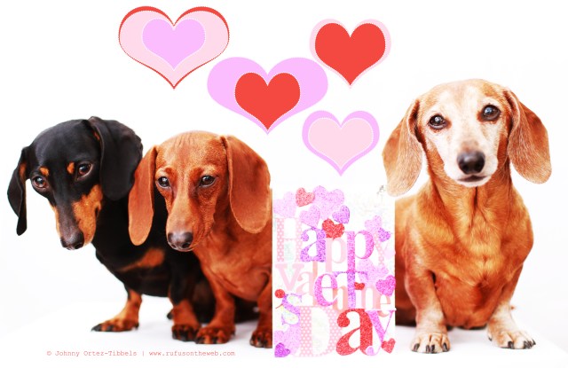 Emily, Lily & Rufus | February 2014.  Photo by: Johnny Ortez-Tibbels ©