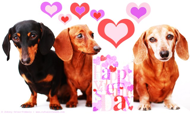 Emily, Lily & Rufus | February 2014.  Photo by: Johnny Ortez-Tibbels ©