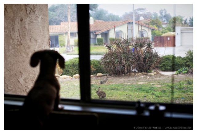 Rufus | February 2014.  Photo by: Johnny Ortez-Tibbels ©