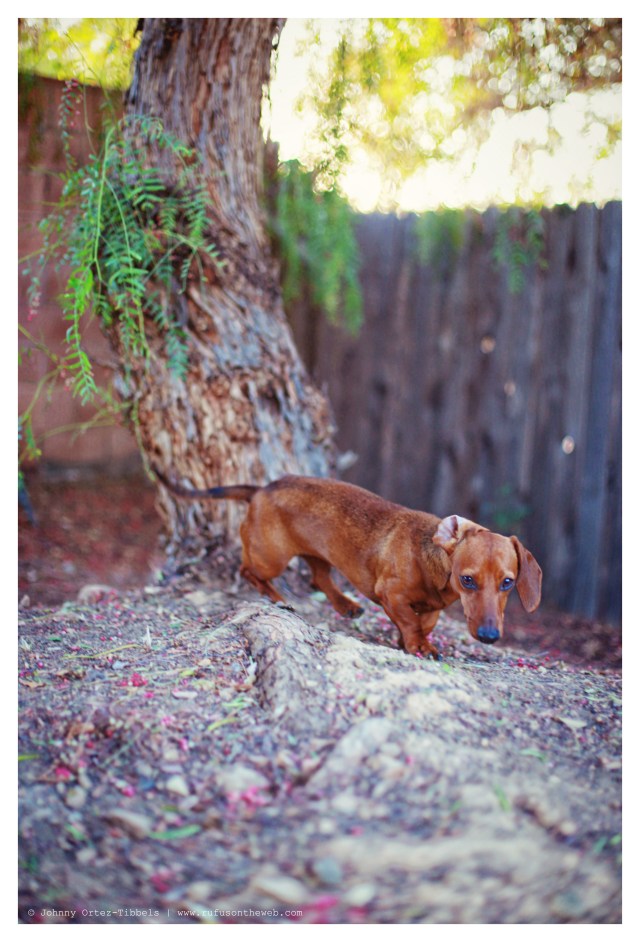 Georgie | February 2014.  Photo by: Johnny Ortez-Tibbels ©