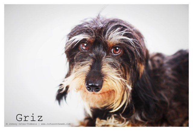 Griz |December 2012.  Photo by: Johnny Ortez-Tibbels ©