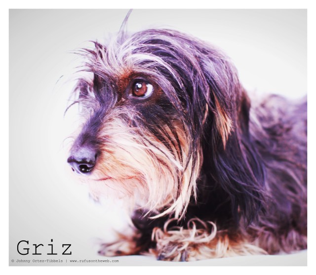 Griz |December 2012.  Photo by: Johnny Ortez-Tibbels ©