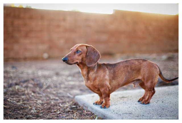 Georgie | February 2014.  Photo by: Johnny Ortez-Tibbels ©
