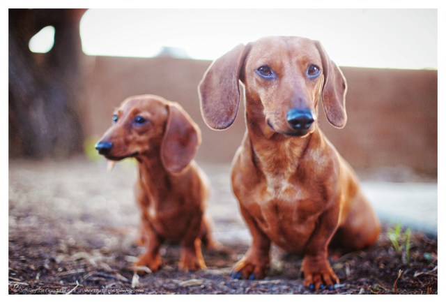 Georgie | February 2014.  Photo by: Johnny Ortez-Tibbels ©