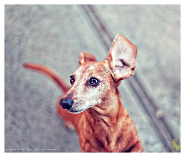 Rufus | February 2014. Photo by: Johnny Ortez-Tibbels ©