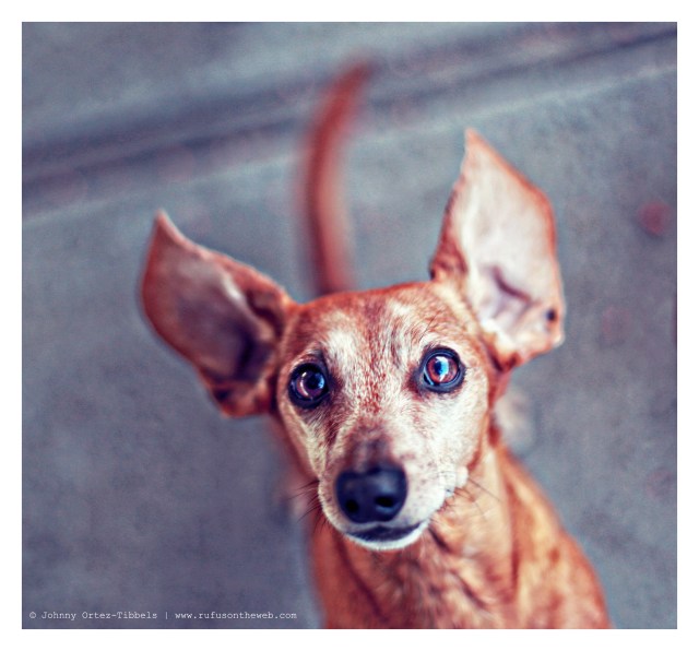 Rufus | February 2014. Photo by: Johnny Ortez-Tibbels ©