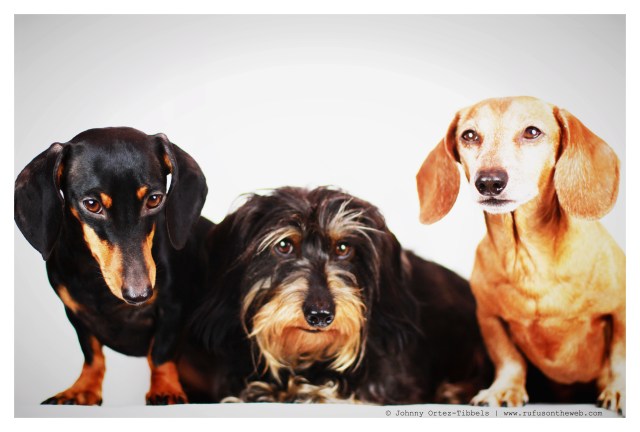 Emily, Griz & Rufus |December 2012.  Photo by: Johnny Ortez-Tibbels ©