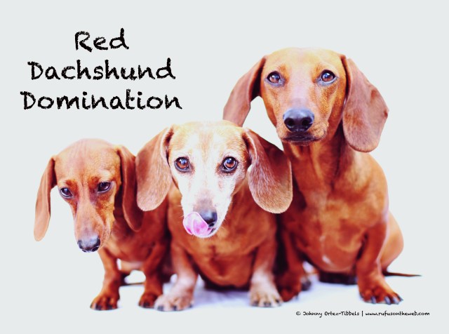 Lily, Rufus & Georgie | February 2014. Photo by: Johnny Ortez-Tibbels ©