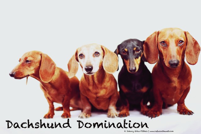 Lily, Rufus, Emily & Georgie | February 2014. Photo by: Johnny Ortez-Tibbels ©