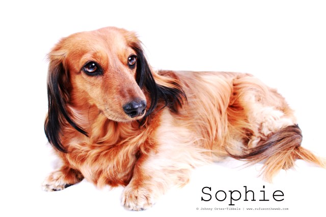 dachshund, doxies, longhairdachshund